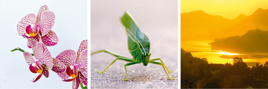 Hoa lan; con cào cào; cảnh hoàng hôn