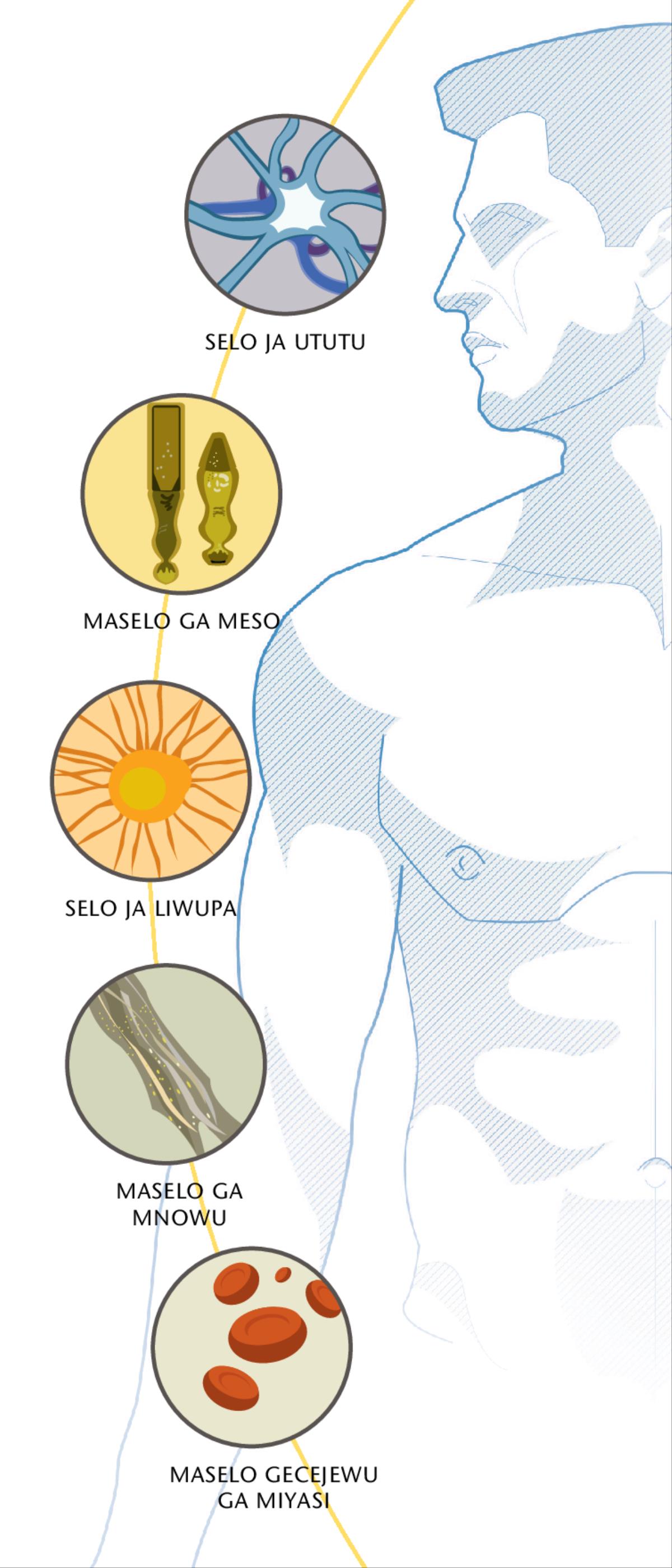 Selo ja ututu, maselo ga meso, selo ja liwupa, maselo ga mnowu, maselo gecejewu ga miyasi