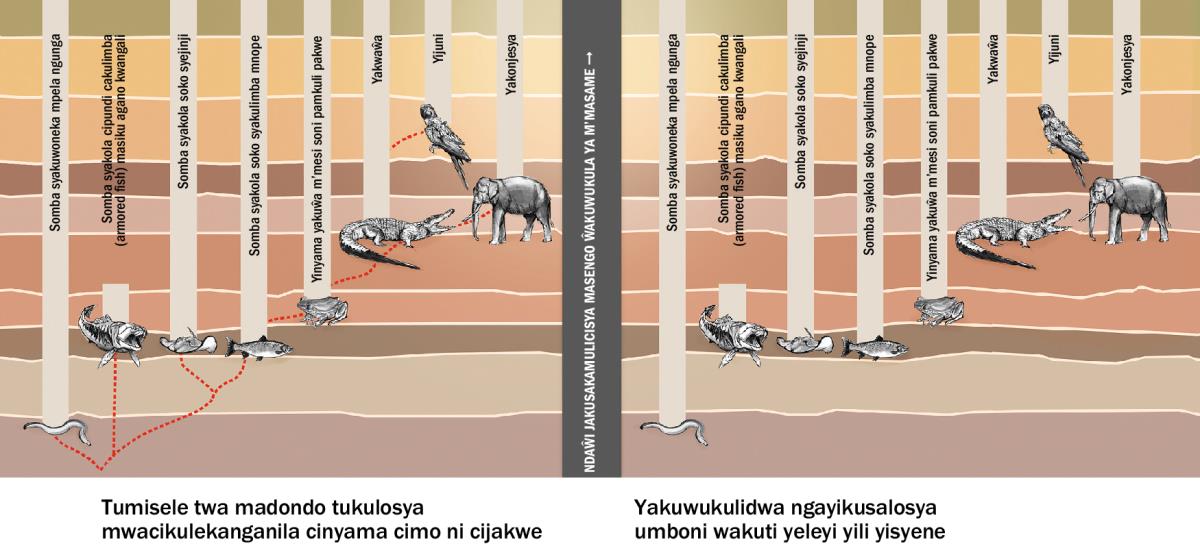Ciwulili cakulosya yakusati kamulana kwa mitundu jakulekanganalekangana ja yinyama