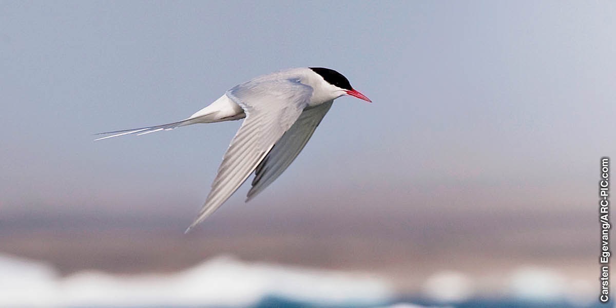 Ẹyẹ Arctic tern